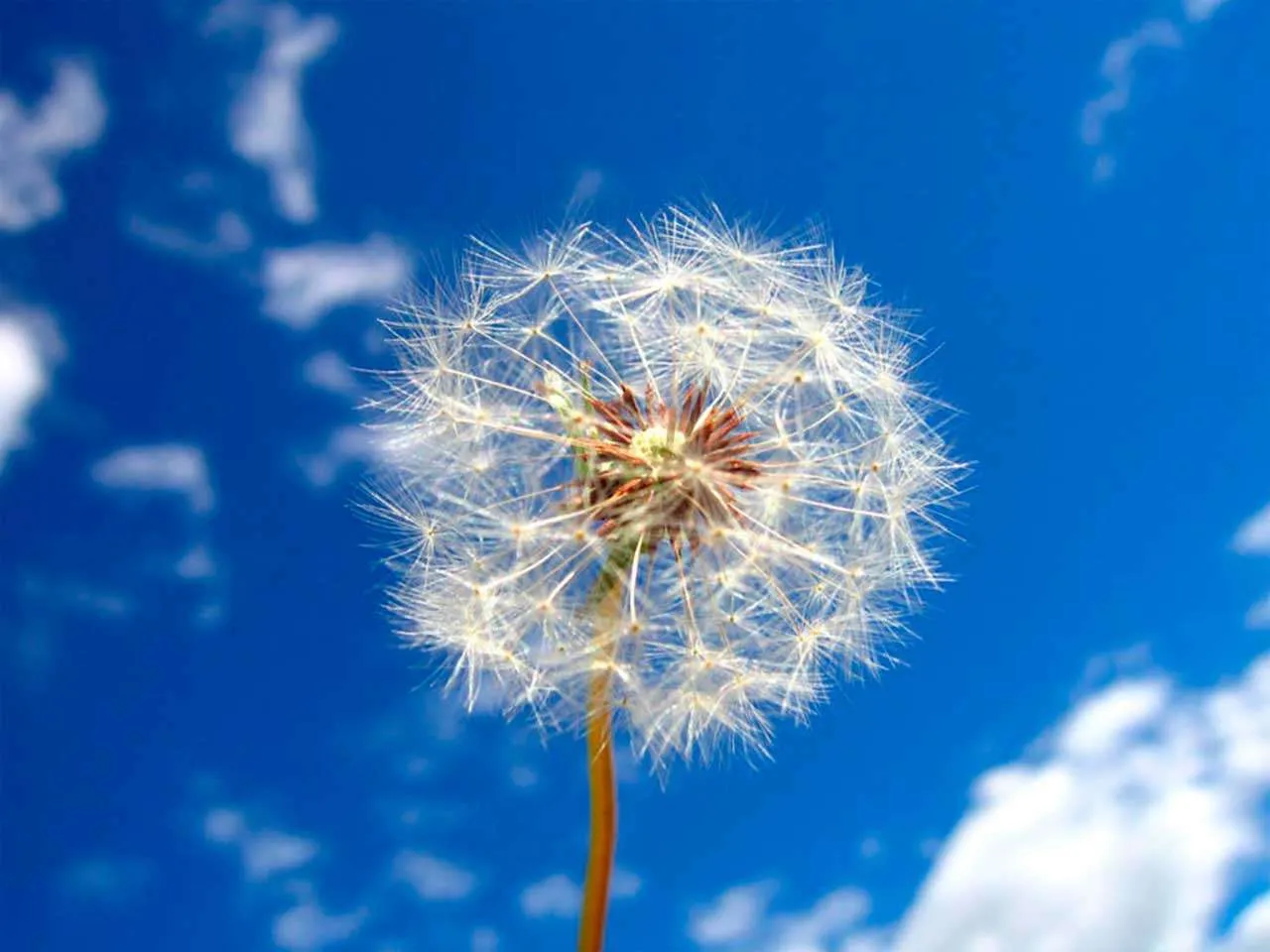 Фотообои в интерьере одуванчик на фоне неба  9-334 фото