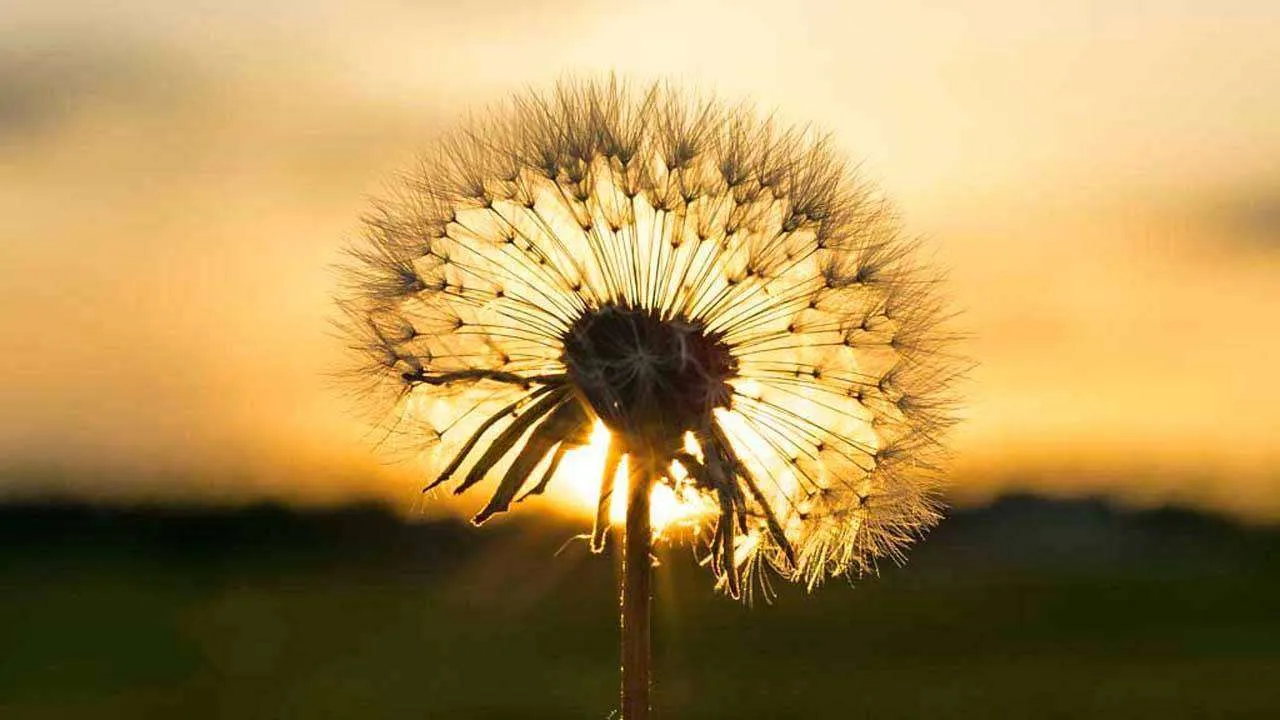 Фотообои в интерьере одуванчик на фоне заката  10-062 фото