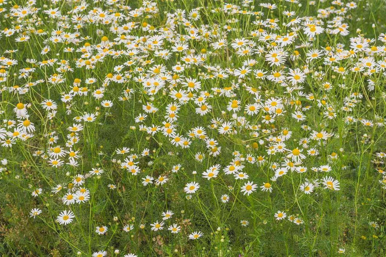 Фотообои в интерьере дикая ромашка  10-341 фото