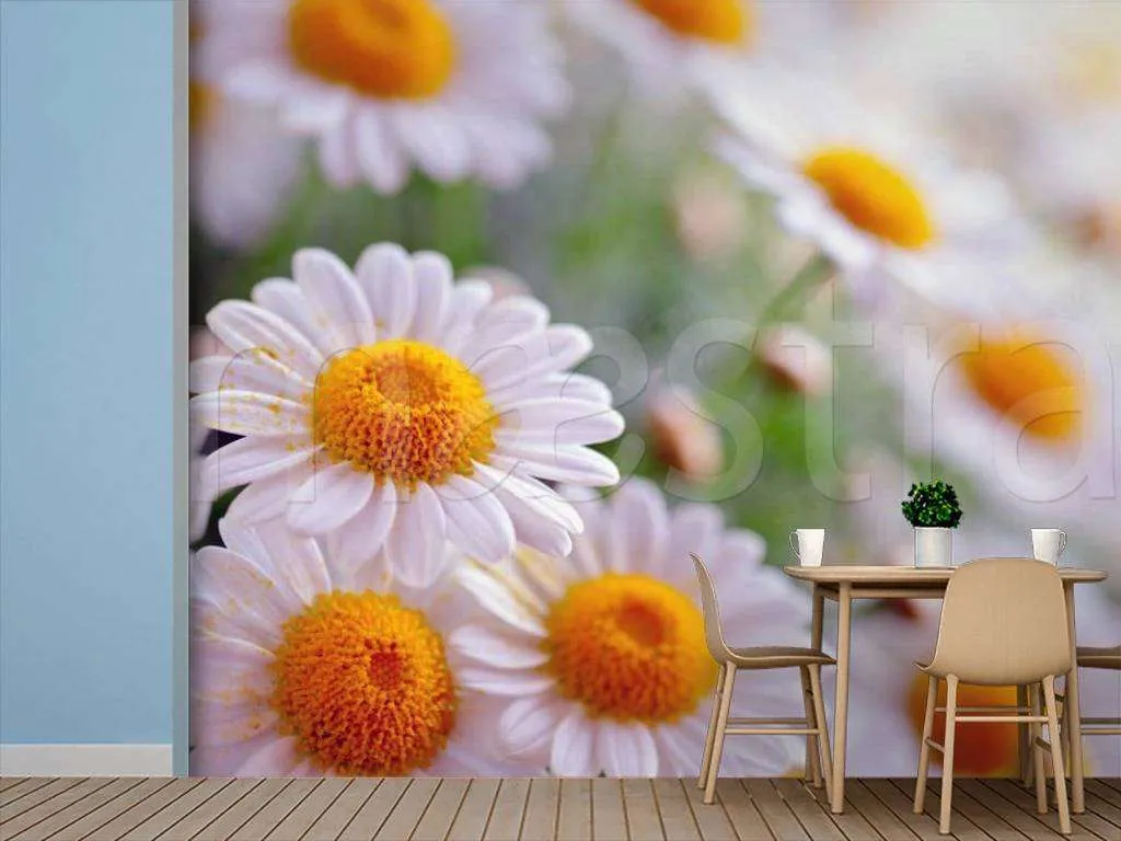 Фотообои Крупные ромашки  4-074