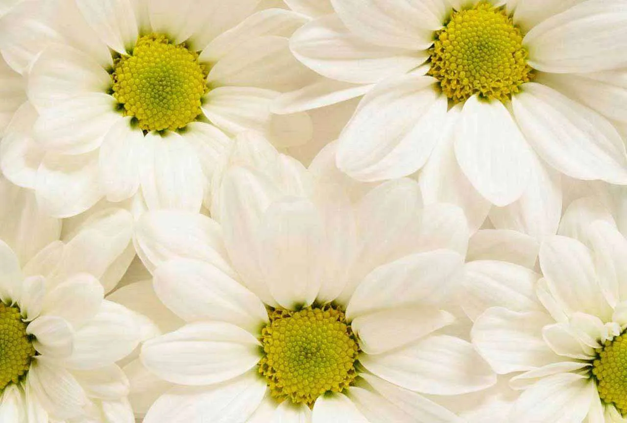 Фотообои в интерьере большие ромашки  10-335 фото