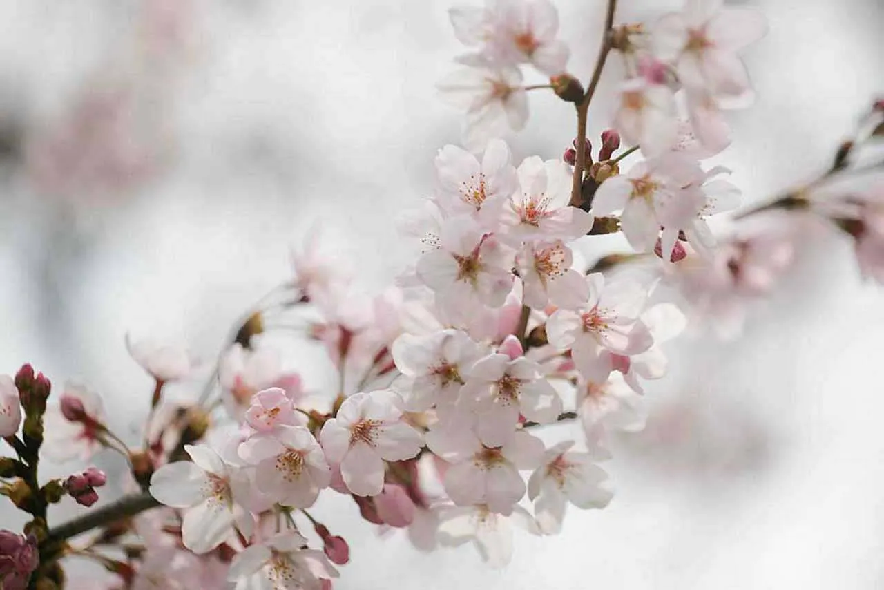 Фотообои в интерьере белоснежные лепестки сакуры  10-041 фото