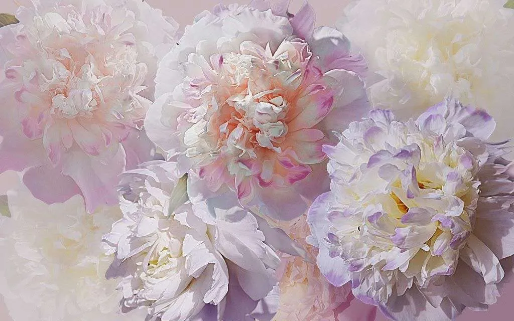 Фотообои в интерьере пионы нежные 3д  13-229 фото