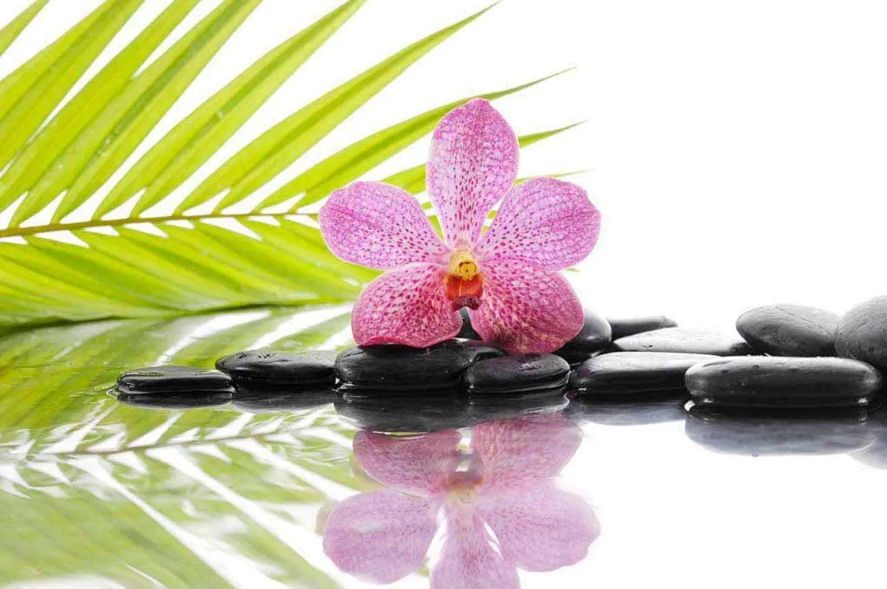 Фотообои в интерьере цветок орхидеи на черных камнях  10-205 фото