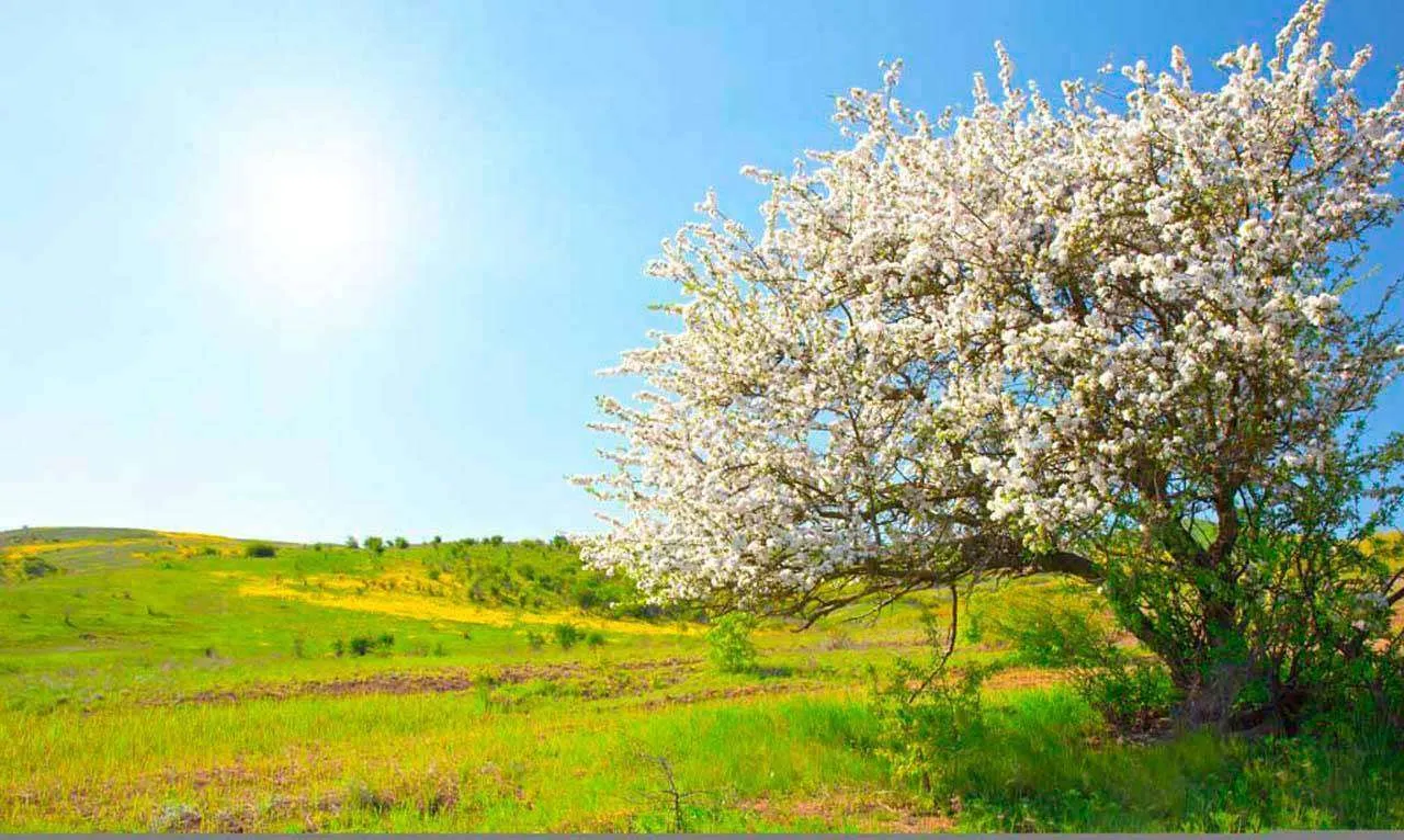 Фотообои в интерьере дерево яблони  10-089 фото