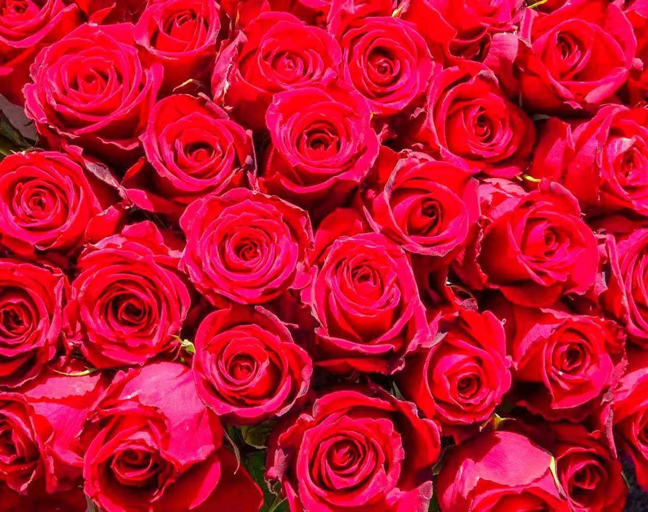 Фотообои в интерьере красные розы богатые  10-291 фото