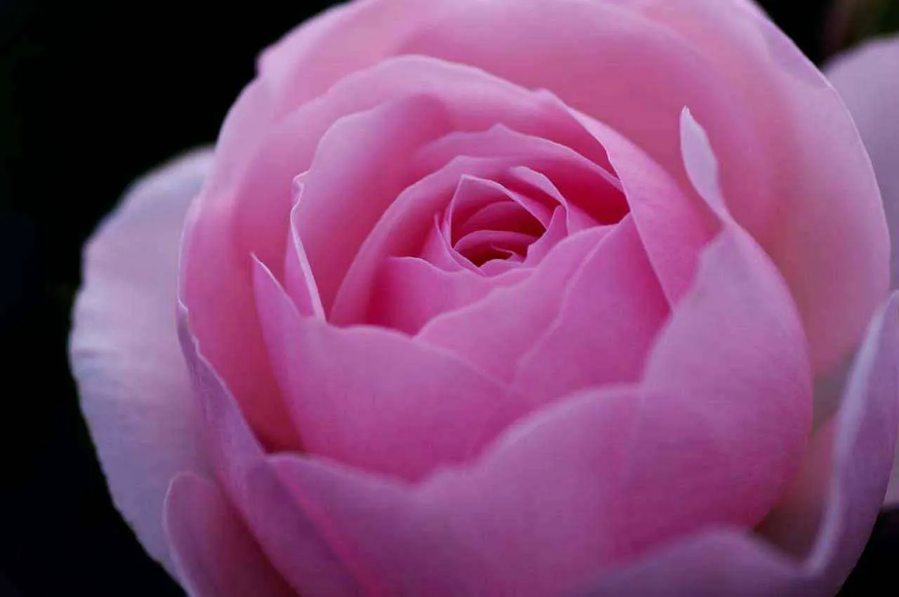 Фотообои в интерьере крупный розовый цветок на темном фоне  3-158 фото