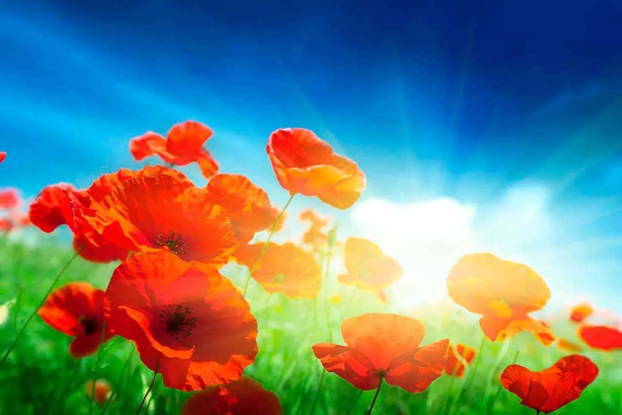 Фотообои в интерьере красные маки в поле  4-065 фото