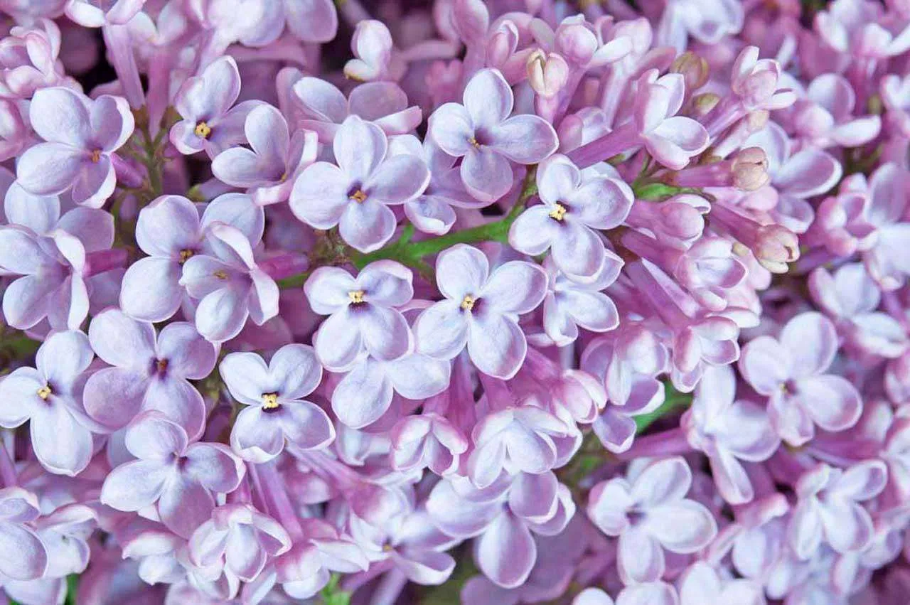 Фотообои в интерьере нежная сирень  10-057 фото