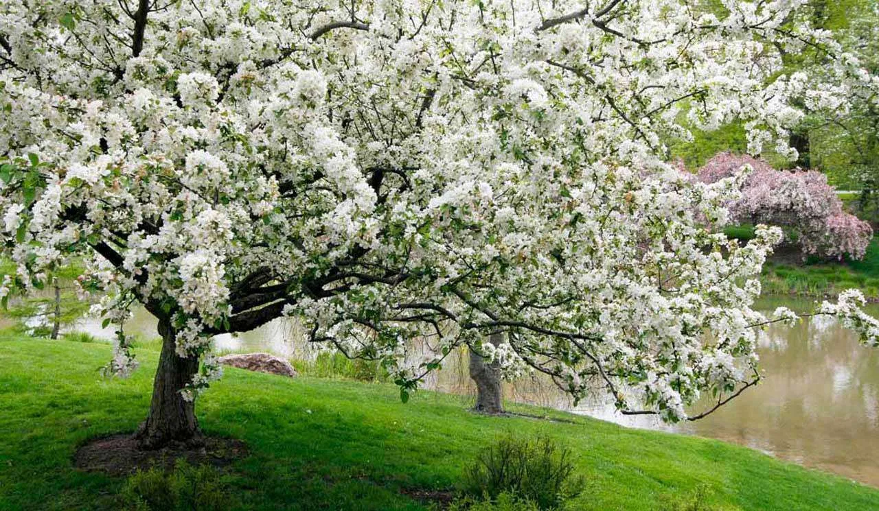 Фотообои в интерьере яблоневый сад  10-090 фото