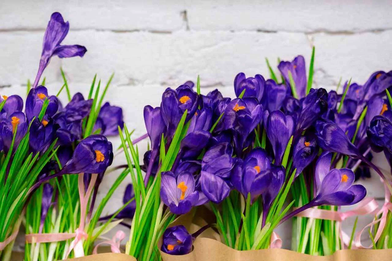 Фотообои в интерьере фиолетовые ирисы  10-001-a фото