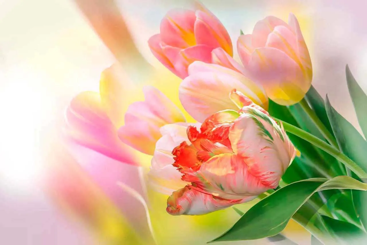 Фотообои в интерьере тюльпаны букет  7-398 фото