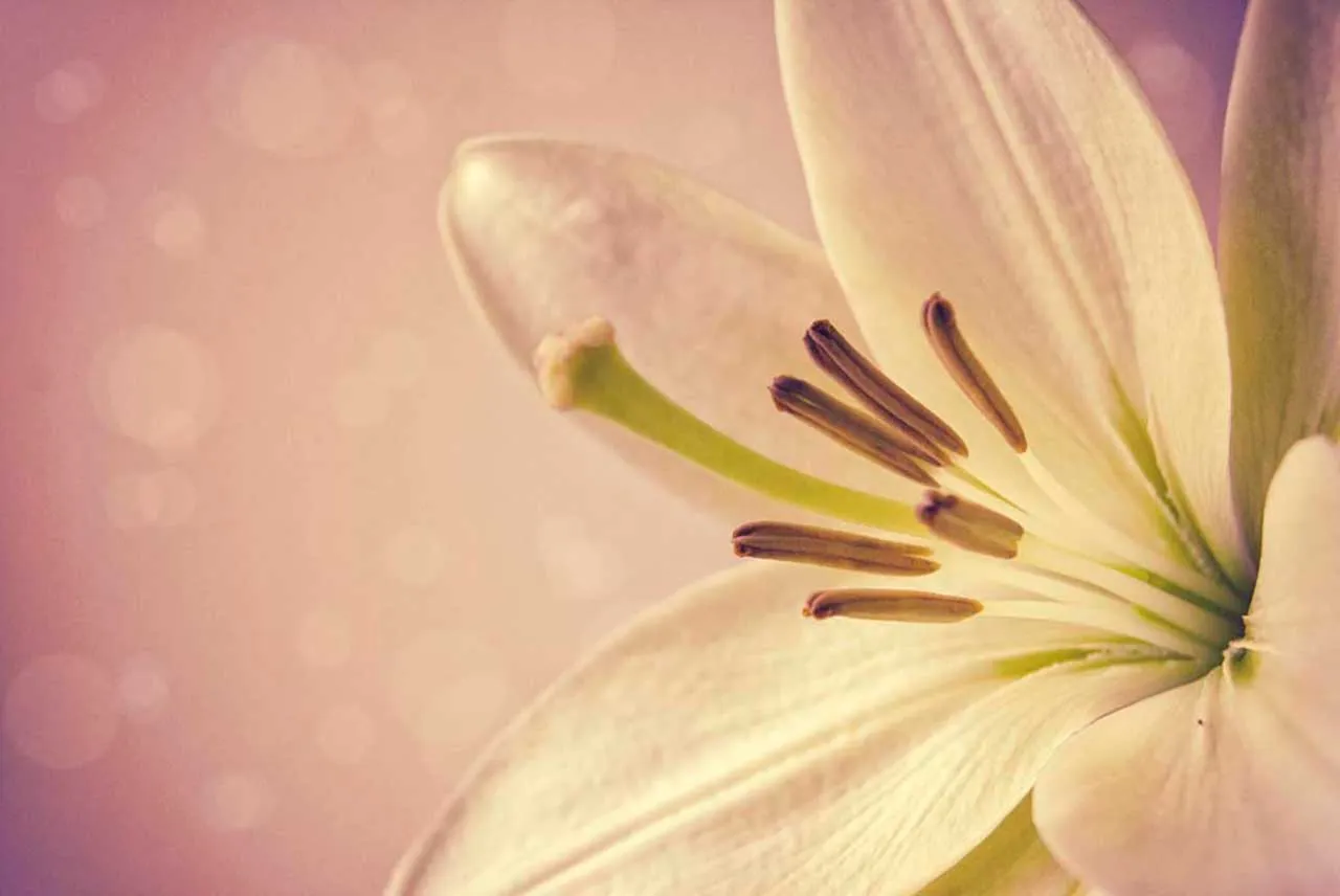 Фотообои в интерьере нежная лилия  9-077 фото