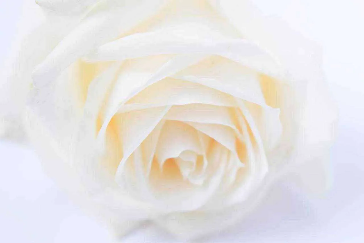 Фотообои в интерьере белая роза изящная  10-226 фото