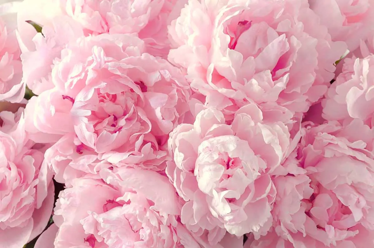 Фотообои в интерьере цветы пионы  9-102 фото