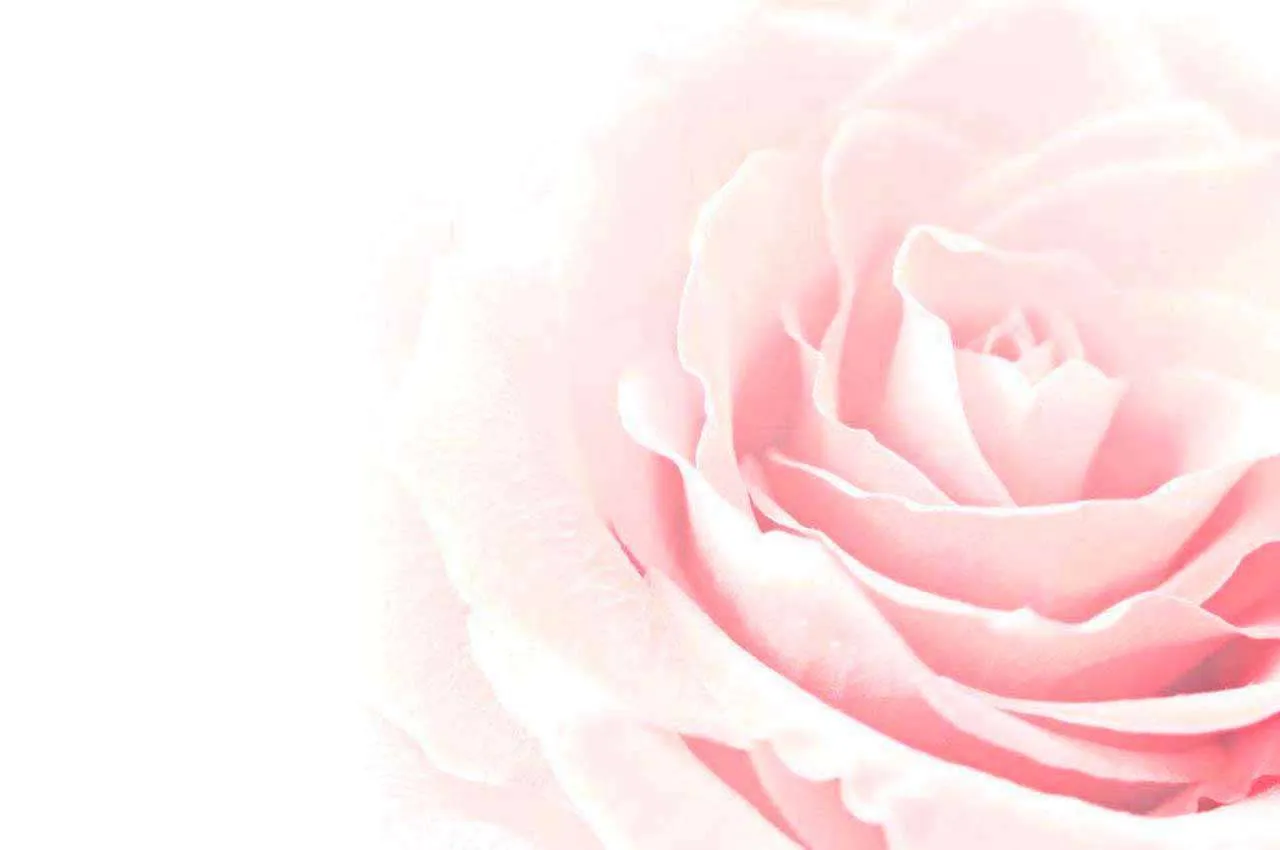 Фотообои в интерьере нежная роза нарядная  10-242 фото