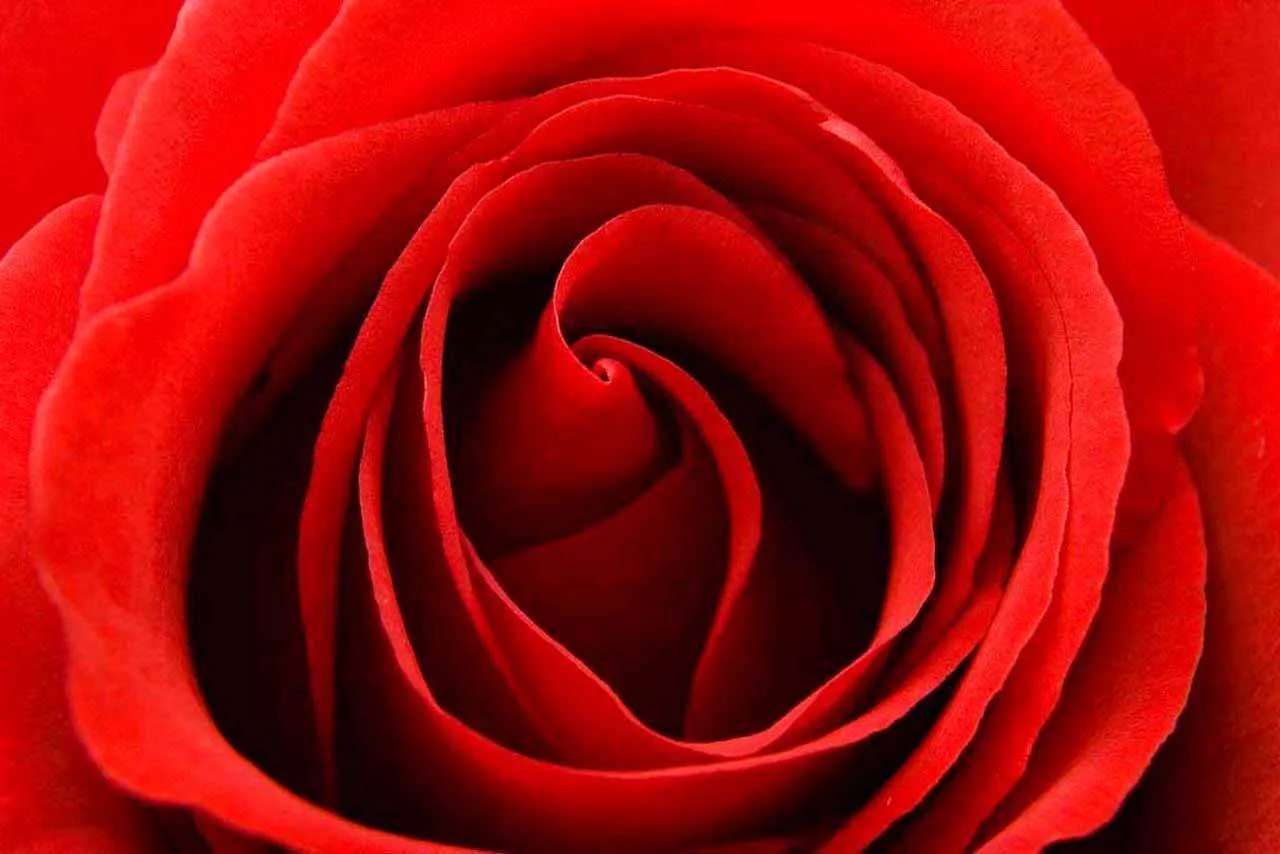 Фотообои в интерьере красная роза пышная  10-280 фото