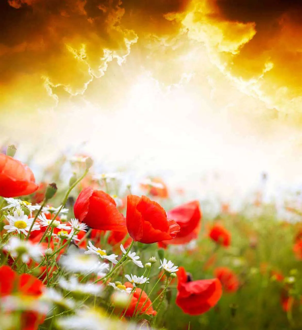 Фотообои в интерьере красные маки и ромашки  4-071 фото