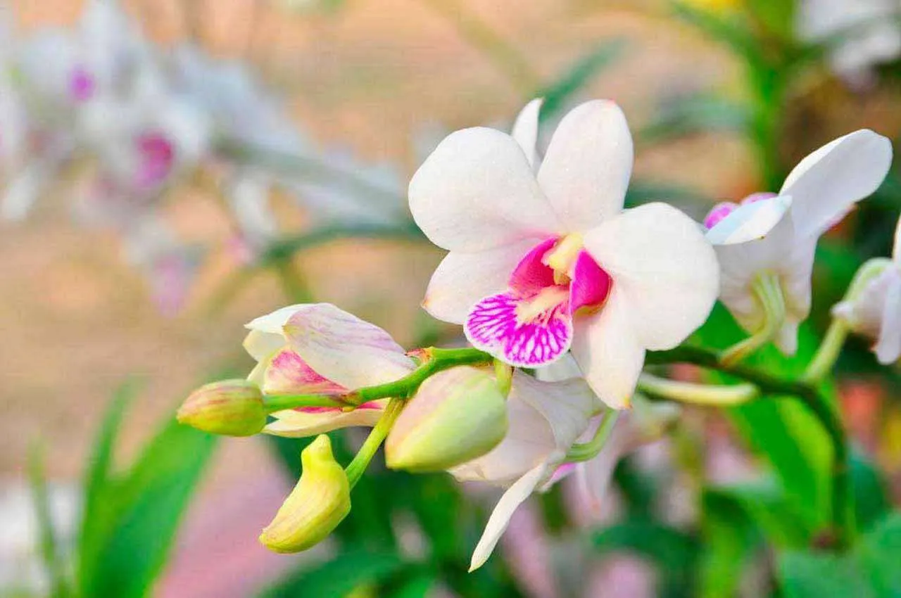 Фотообои в интерьере цветок белой орхидеи  10-188 фото