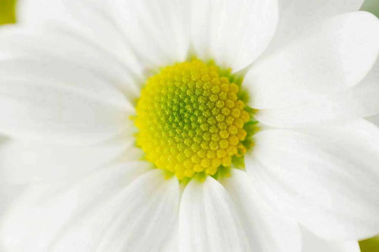 Фотообои в интерьере обаятельная ромашка  10-339 фото