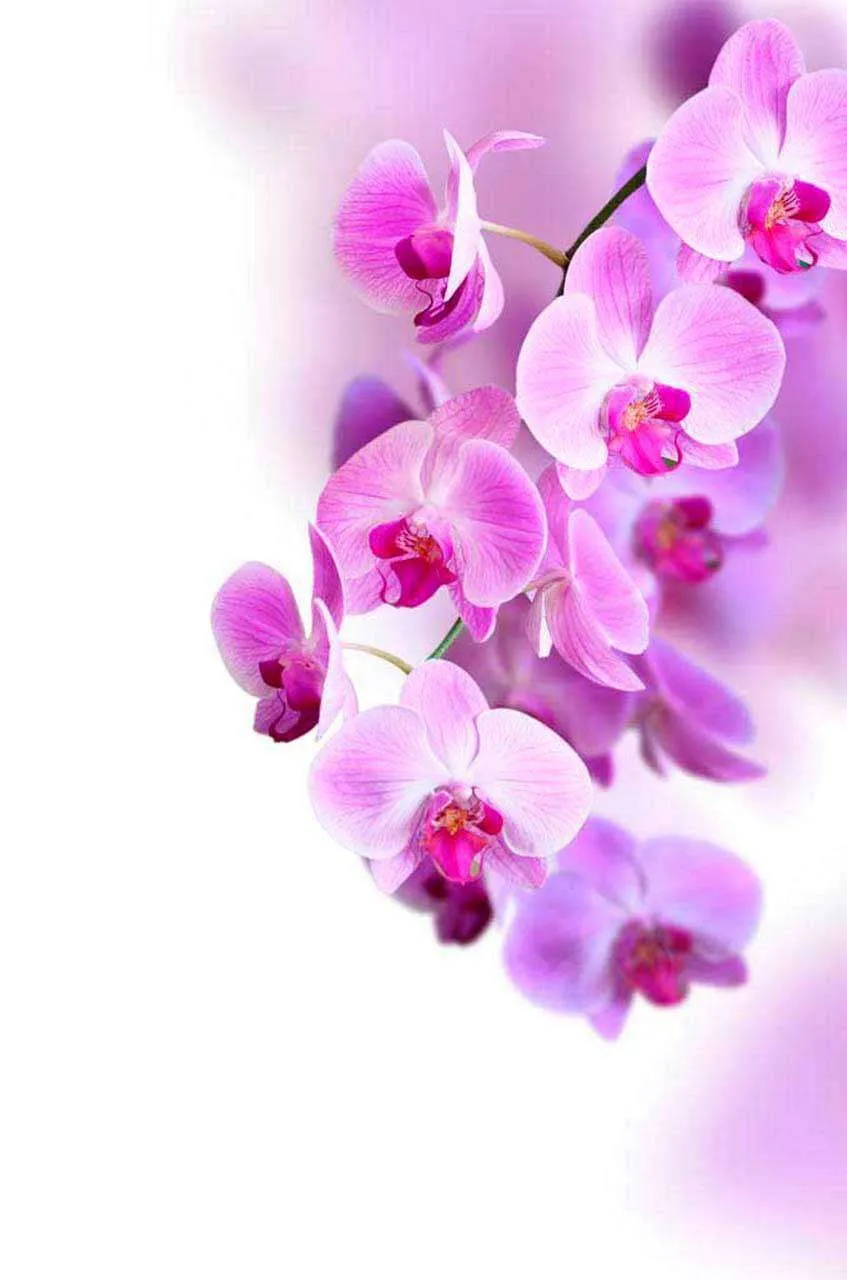 Фотообои в интерьере розовая орхидея изящная  10-173 фото