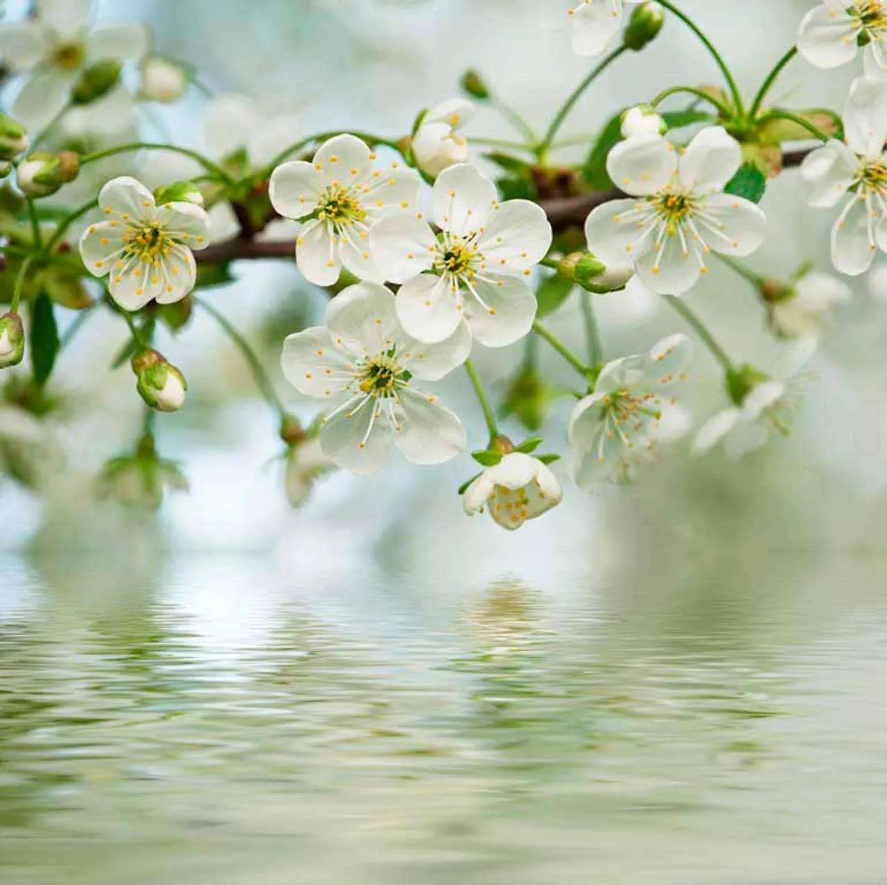 Фотообои в интерьере вишня у воды  10-097 фото