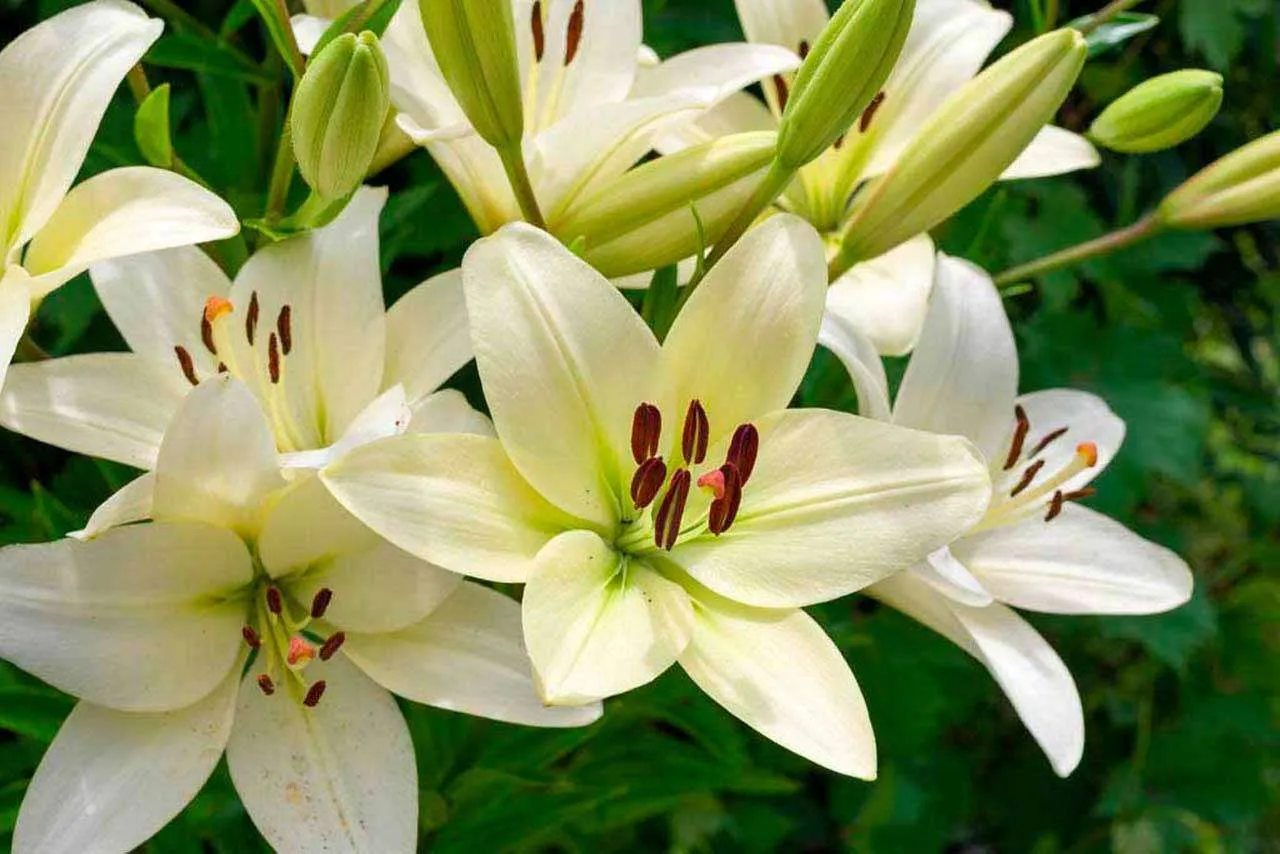 Фотообои в интерьере букет пышных лилий  10-373 фото