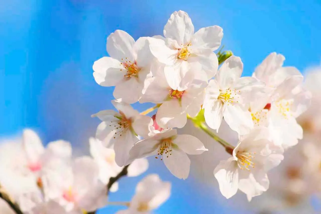 Фотообои в интерьере весеннее цветение вишни  10-023 фото