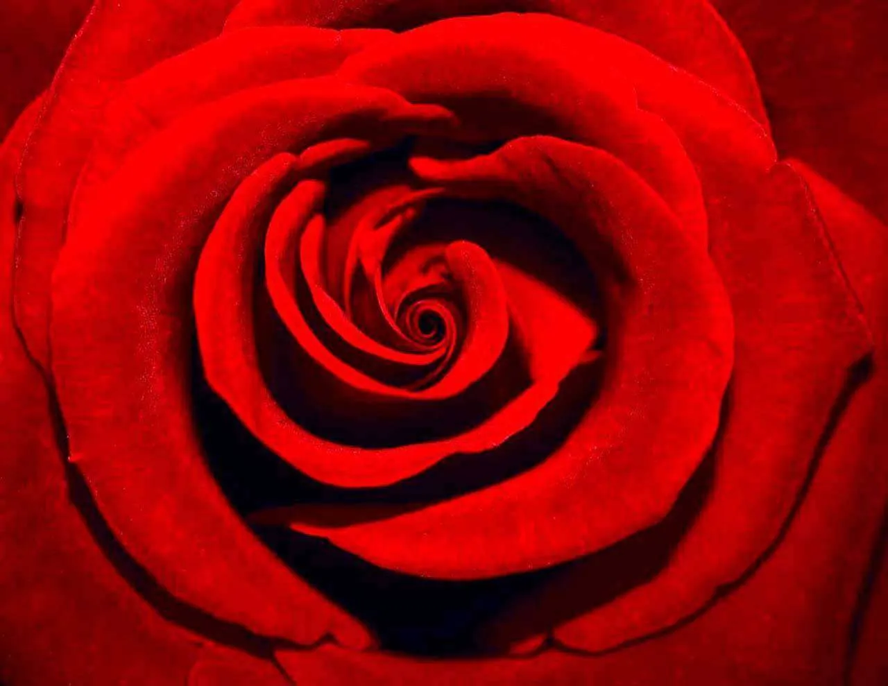 Фотообои в интерьере красная роза шикарная  10-288 фото