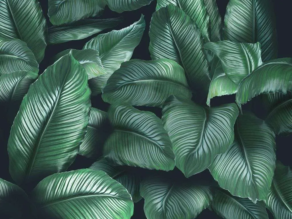 Фотообои в интерьере tropic  13-227 фото