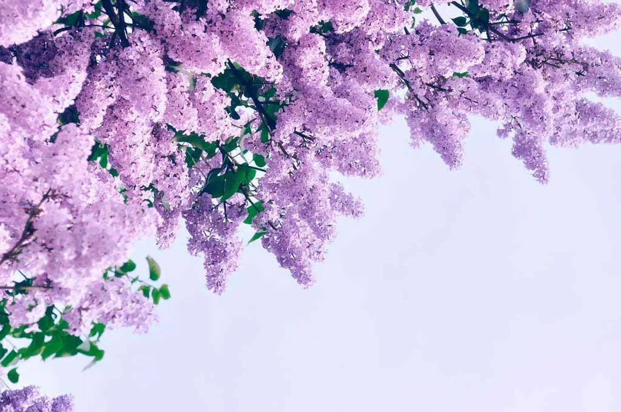 Фотообои в интерьере пушистая ветка сирени  10-049 фото