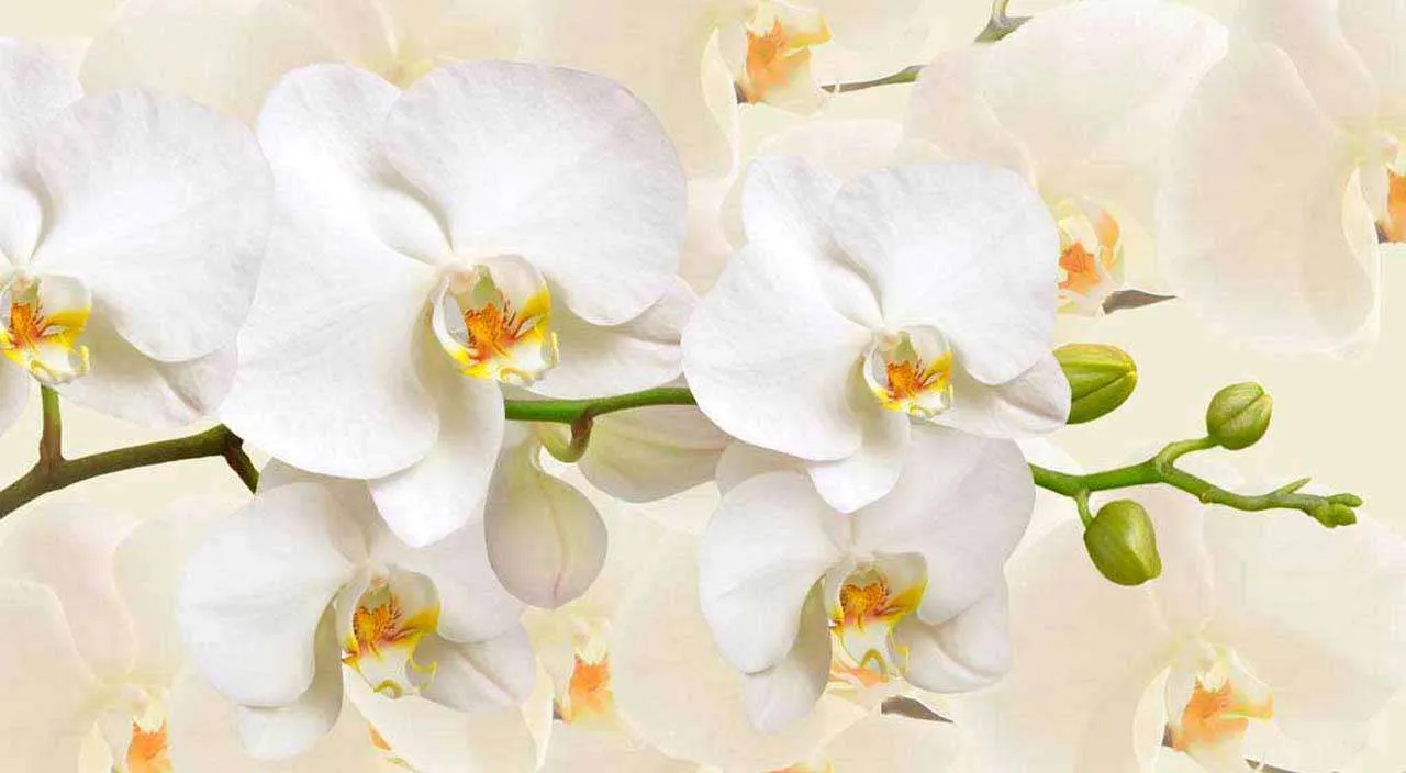 Фотообои в интерьере белая орхидея пленительная  10-162 фото