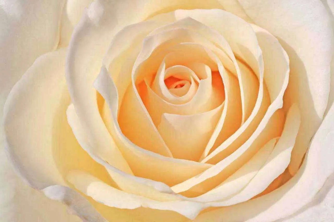 Фотообои в интерьере чайная роза пышная  10-240 фото