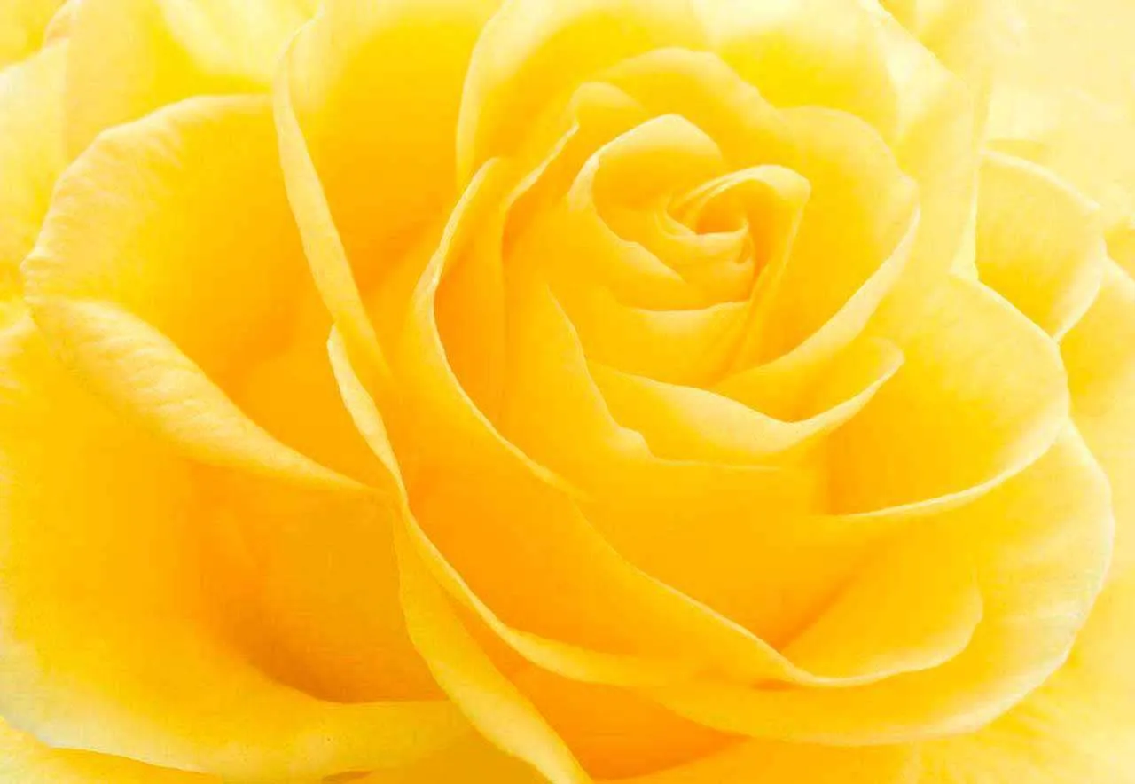 Фотообои в интерьере желтые розы пышные  10-301 фото