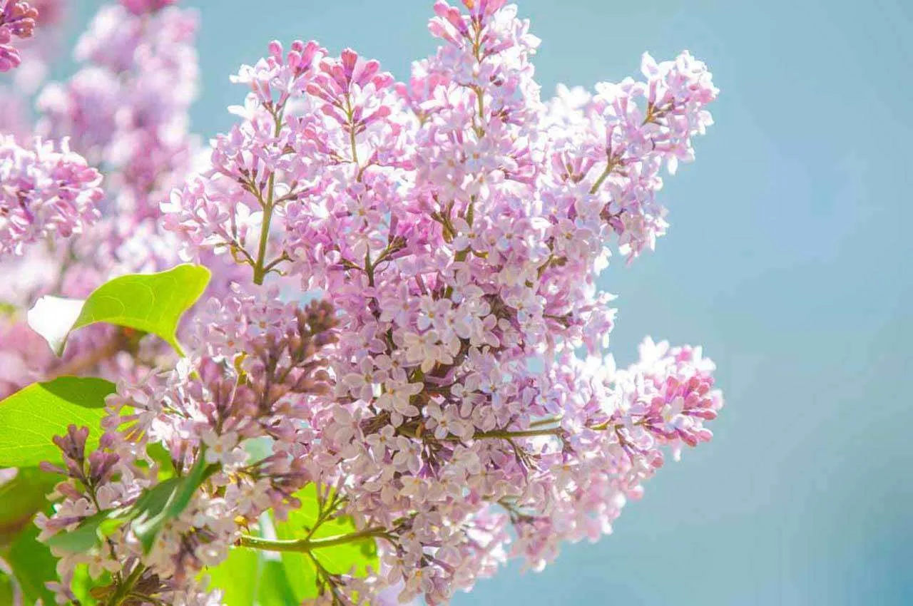 Фотообои в интерьере сирень в мае  10-047 фото