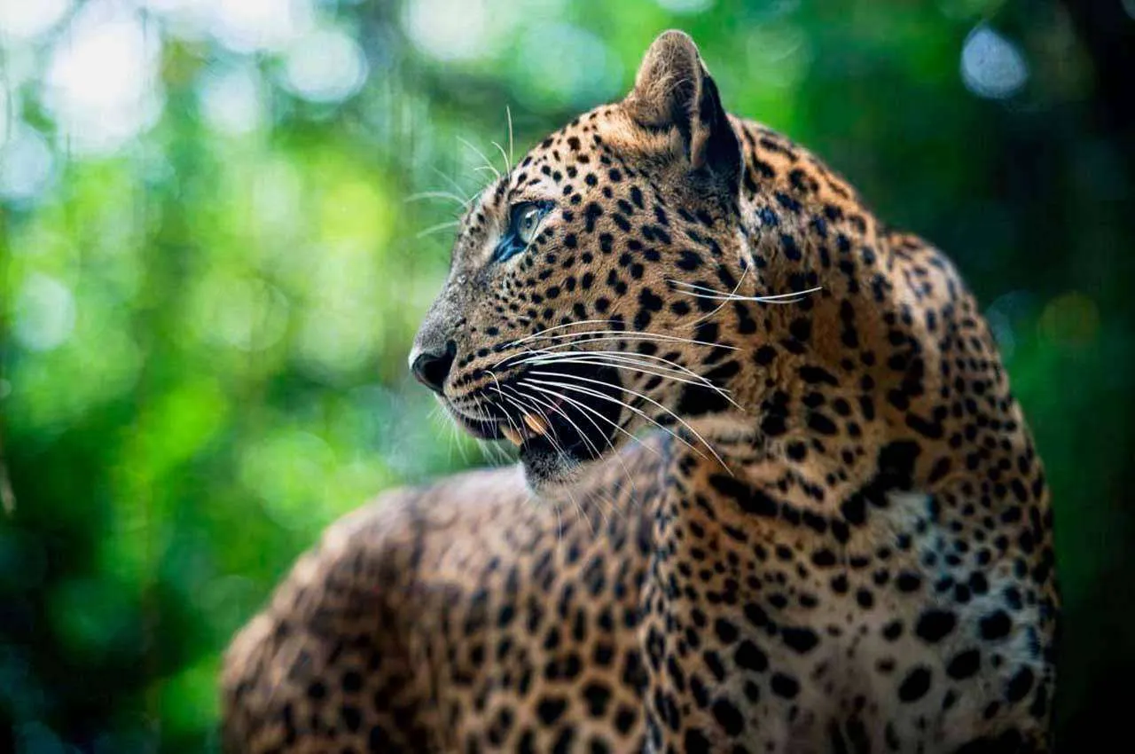 Фотообои в интерьере леопард в лесу  4-161 фото