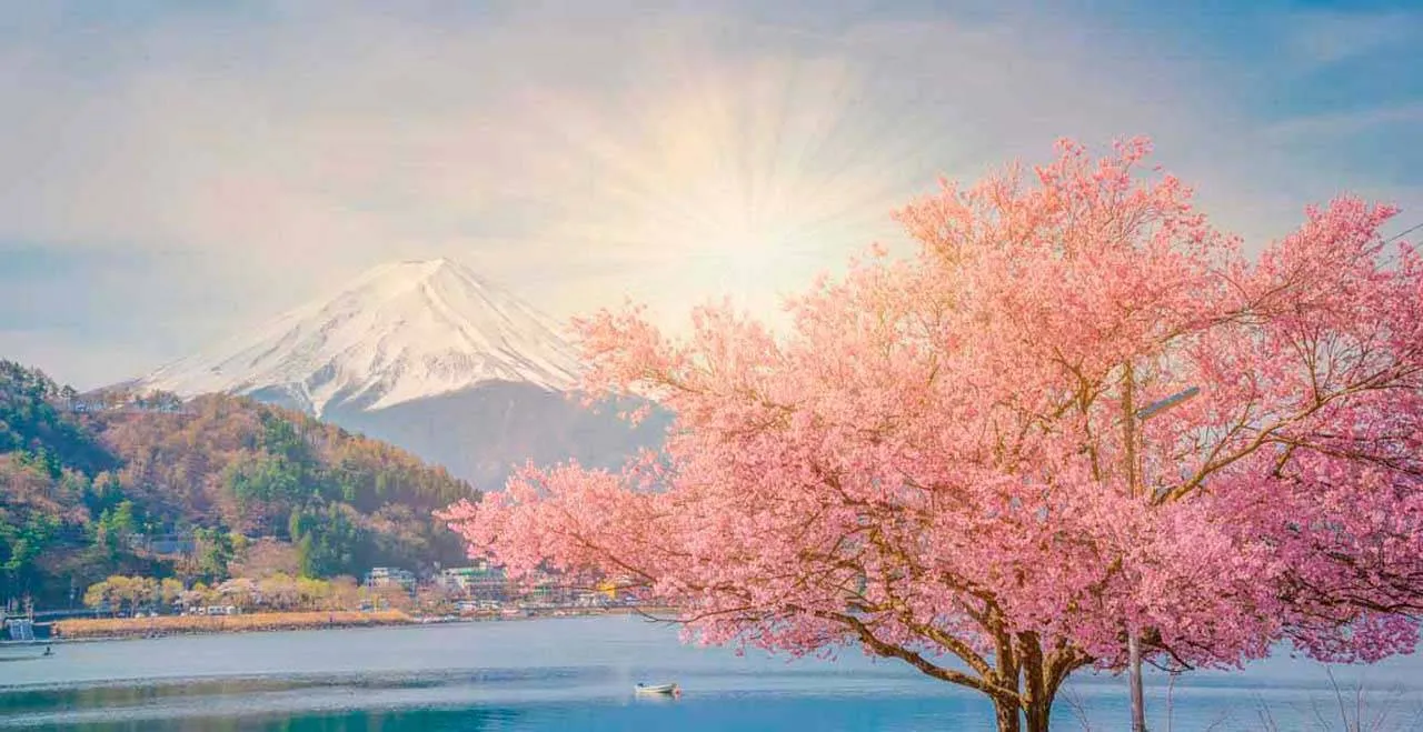Фотообои в интерьере гора фудзи весной когда цветет сакура  10-033 фото