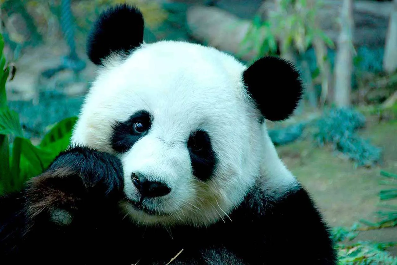 Фотообои в интерьере коала  4-169 фото