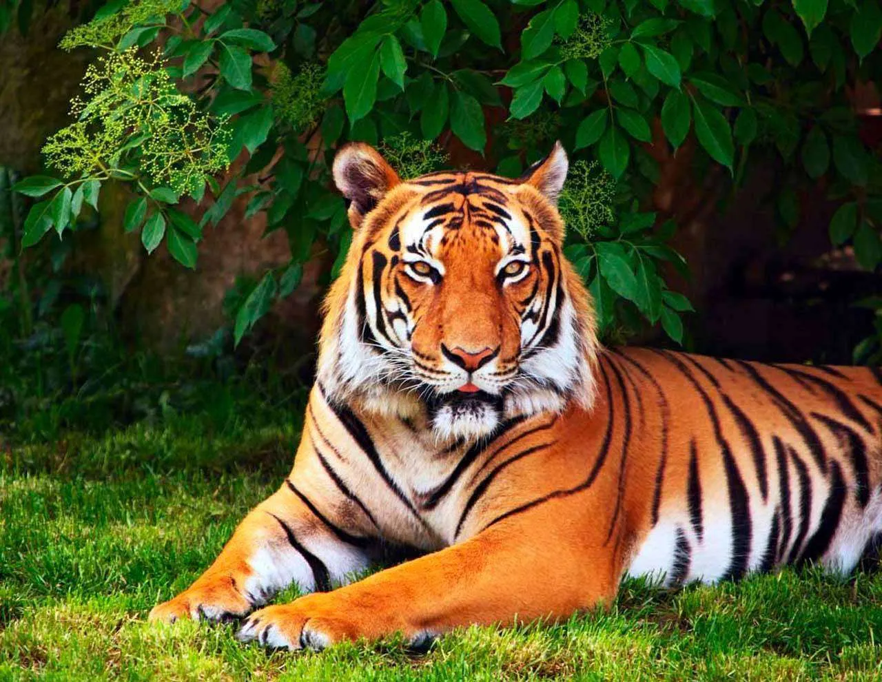 Фотообои в интерьере тигр на лужайке  4-163 фото