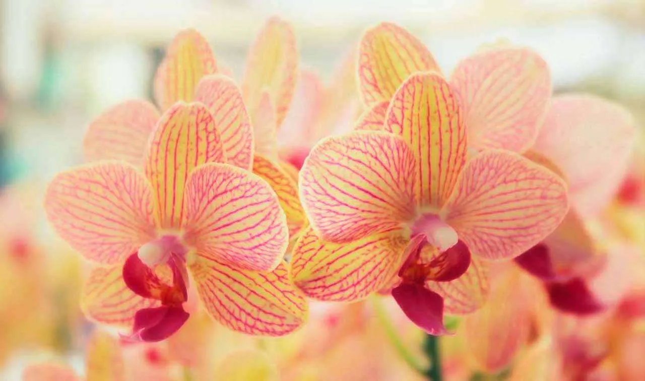 Фотообои в интерьере нежные орхидеи  4-010 фото