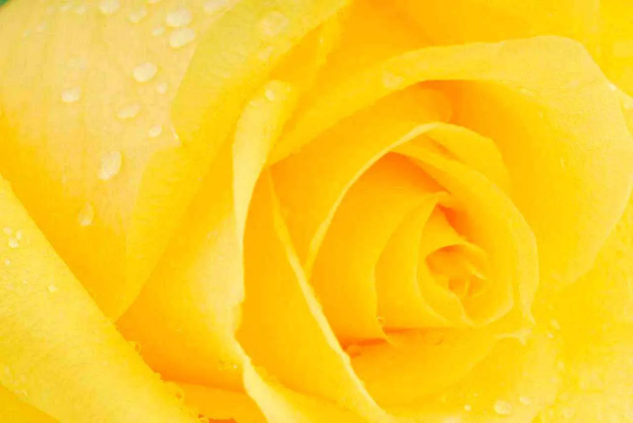 Фотообои в интерьере желтые розы художественные  10-300 фото