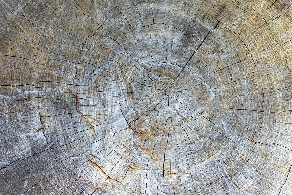 Фотообои в интерьере спил дерева  9-1973 фото