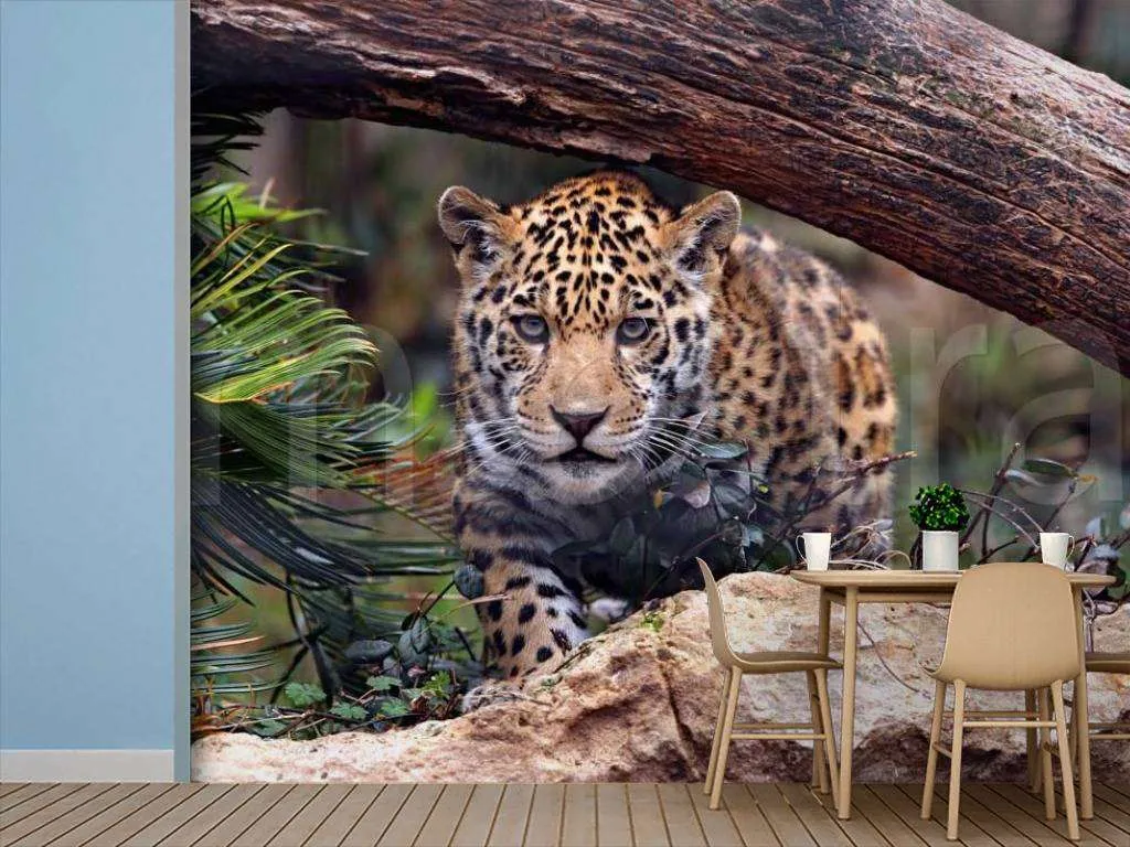 Фотообои Дикая кошка  9-265