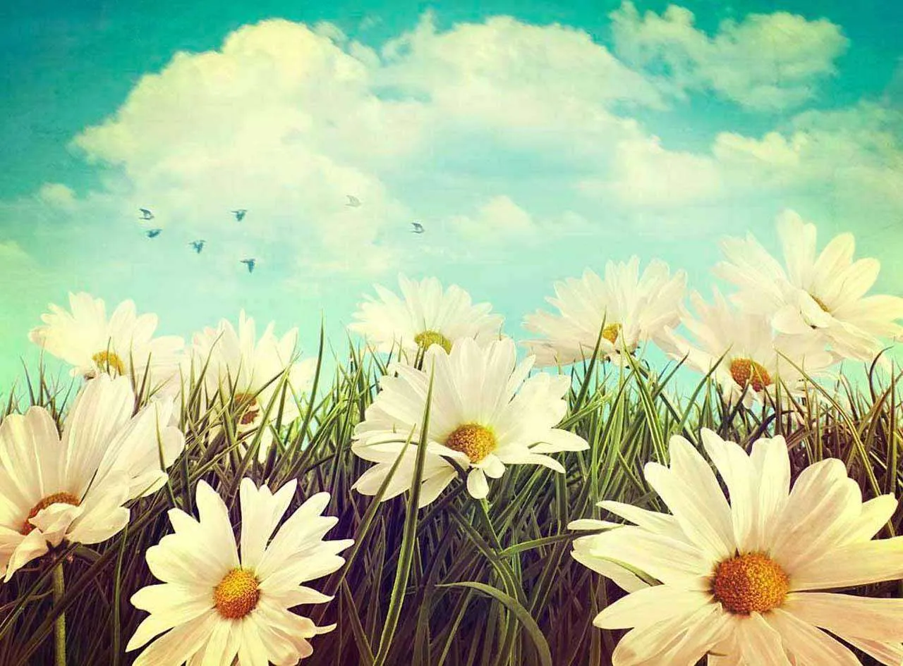 Фотообои в интерьере милые ромашки  10-337 фото