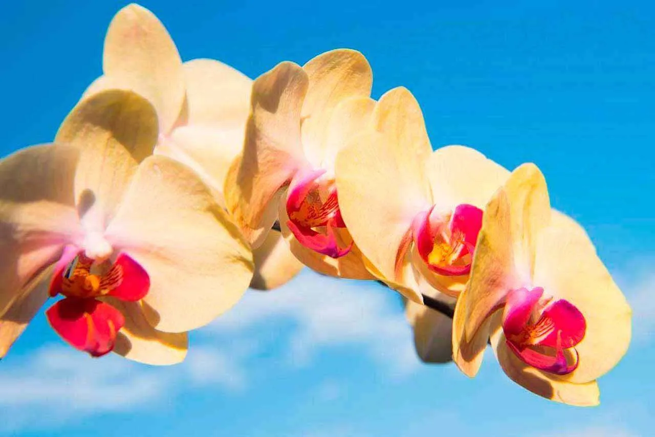 Фотообои в интерьере желтая орхидея на фоне неба  10-178 фото