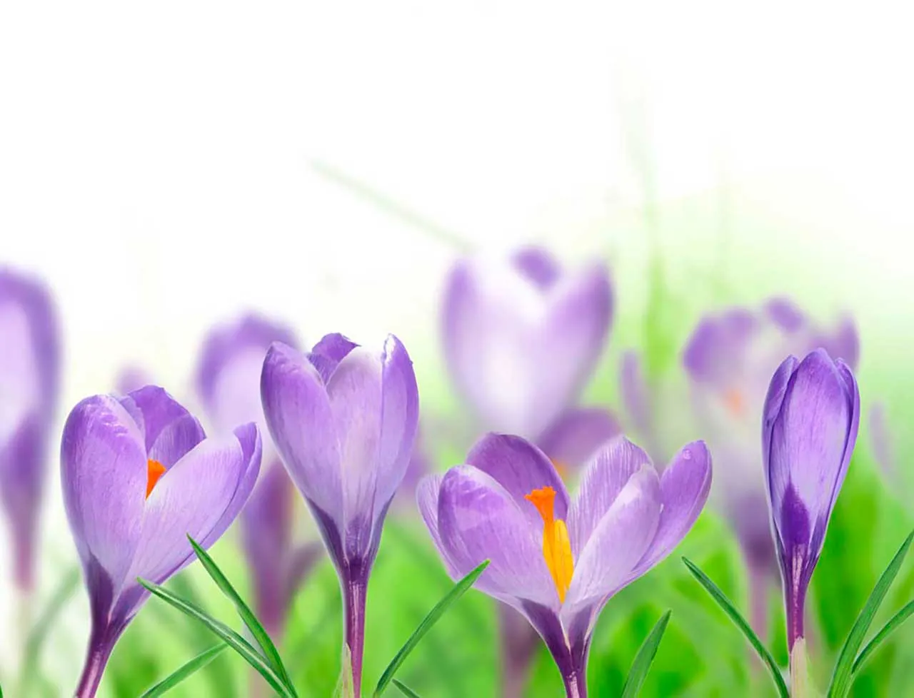 Фотообои в интерьере фиолетовые крокусы  9-084 фото
