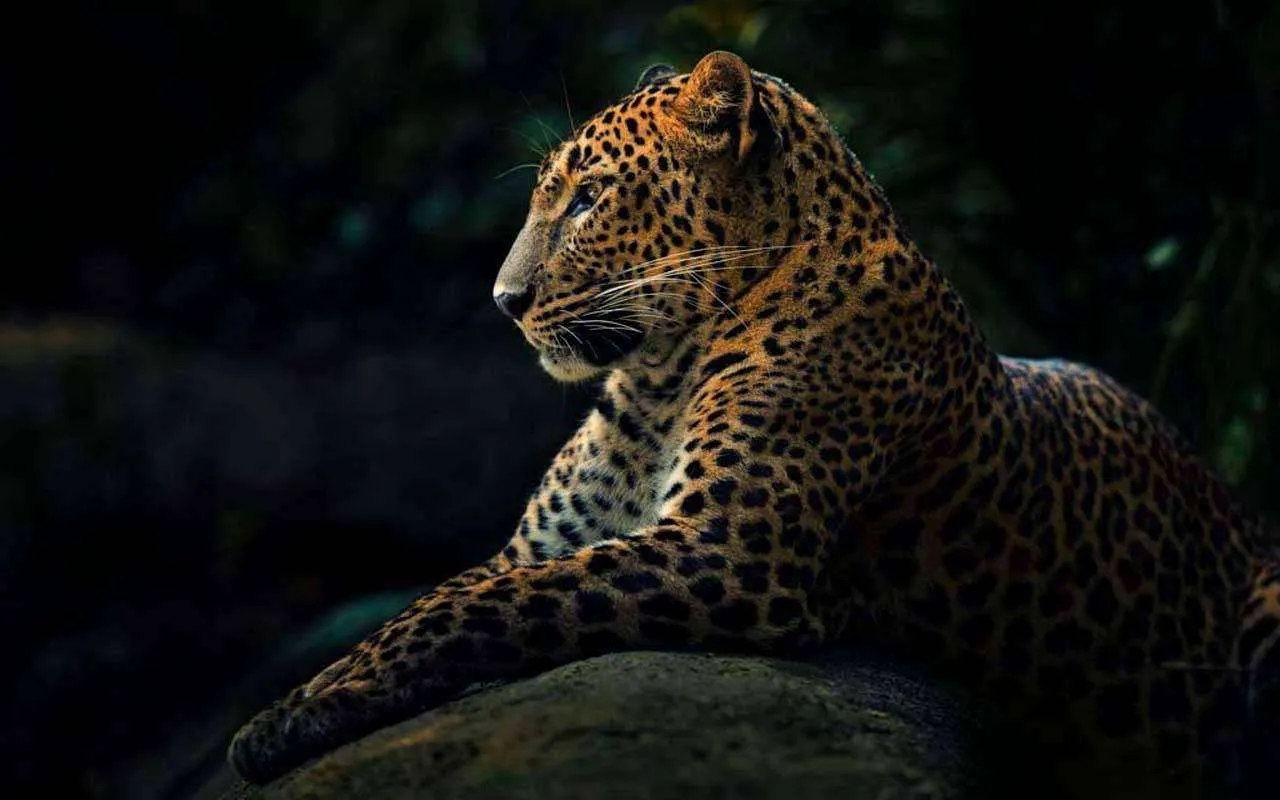 Фотообои в интерьере леопард на темном фоне  4-160 фото