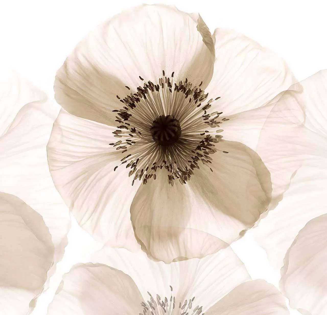 Фотообои в интерьере утренняя свежесть  13-007 фото