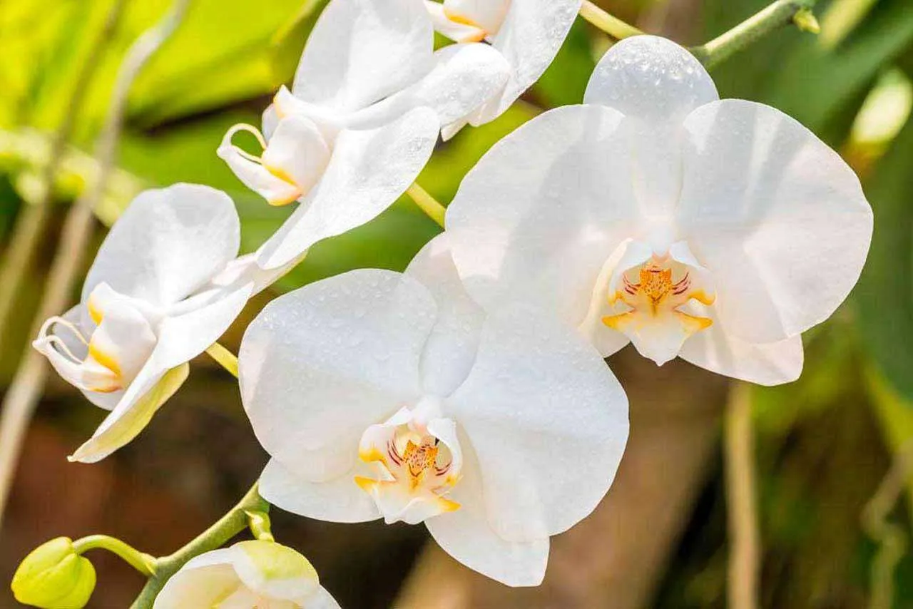 Фотообои в интерьере красивая веточка орхидеи  10-186 фото