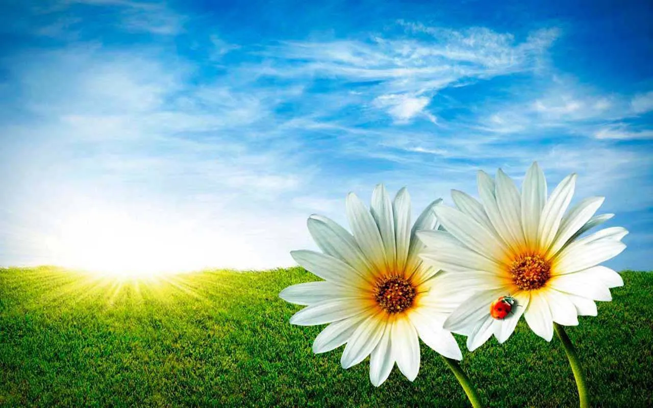 Фотообои в интерьере белые ромашки в поле  3-187 фото